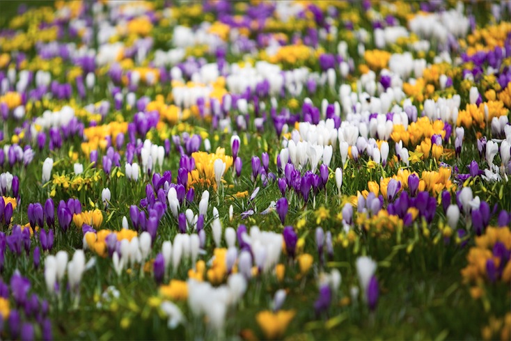 Swathe of crocuses in Princes Street Gardens, Edinburgh Swathe of crocuses in Princes Street Gardens, Edinburgh