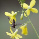 Spring wild flowers in Portugal