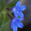 Spring wild flowers in Portugal