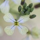 Spring wild flowers in Portugal