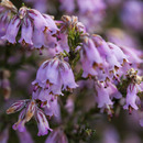 Spring wild flowers in Portugal