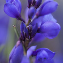 Spring wild flowers in Portugal