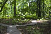 The woodland area of Moscow State University botanical garden