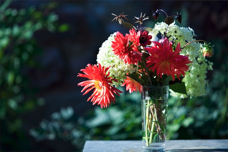Arrangement of dahlia and Hydrangea 'Annabelle' Arrangement of dahlia and Hydrangea 'Annabelle'