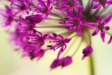 Allium hollandicum 'Purple Sensation