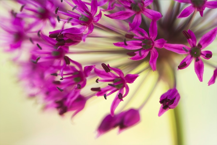 Allium hollandicum 'Purple Sensation Allium hollandicum 'Purple Sensation
