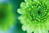 Chrysanthemum 'Yoko Ono'