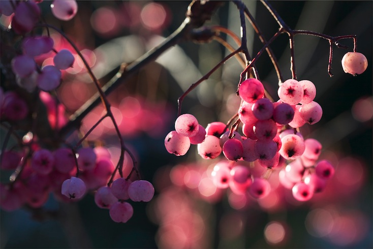 The pink berries of Sorbus pseudovilmorinii, shining like jewels on a bright winter's day The pink berries of Sorbus pseudovilmorinii, shining like jewels on a bright winter's day