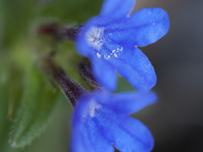 Spring wild flowers in Portugal