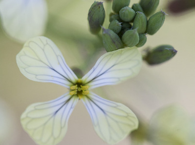Spring wild flowers in Portugal