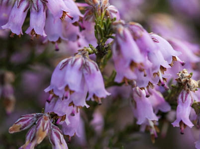 Spring wild flowers in Portugal