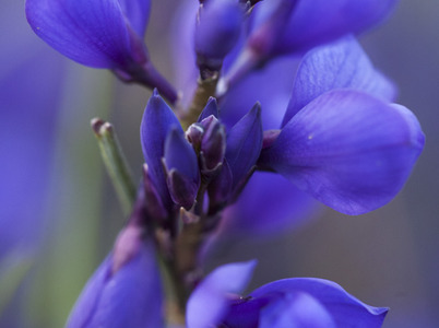 Spring wild flowers in Portugal