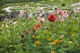 Dahlias at Buçaco