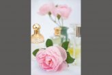 Rosa 'Sceptrd'd Isle' with perfume bottles