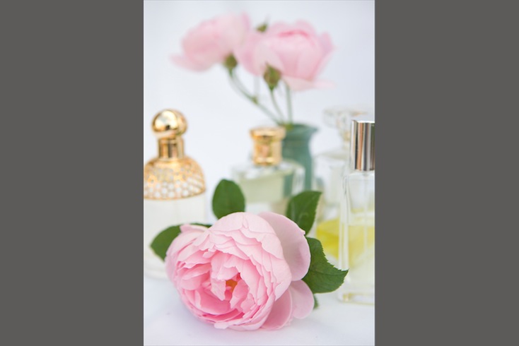 Rosa 'Sceptrd'd Isle' with perfume bottles Rosa 'Sceptrd'd Isle' with perfume bottles