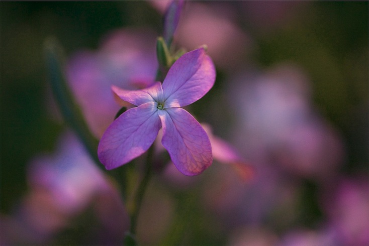 Matthiola longipetala (night-scented stock) Matthiola longipetala (night-scented stock)