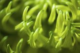 Shamrock chrysanthemum