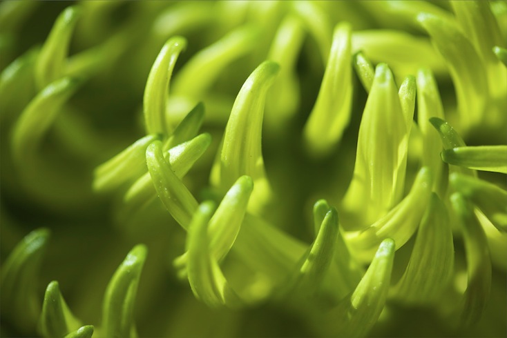 Shamrock chrysanthemum Shamrock chrysanthemum