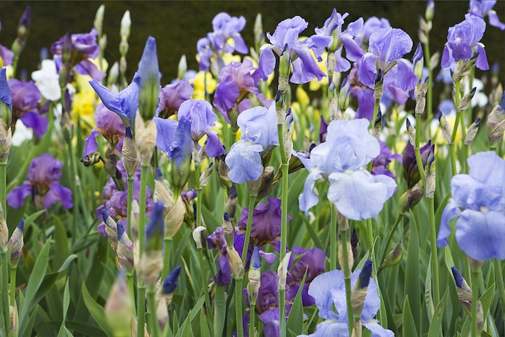 Irises at Waterperry Gardens, England Irises at Waterperry Gardens, England