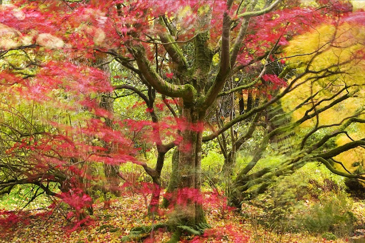 Maple tree in the breeze at Stobo Water Gardens, Scottish Borders Maple tree in the breeze at Stobo Water Gardens, Scottish Borders