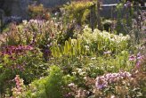 Late summer herbaceous borders in the walled garden at Abbotsford, Scottish Borders