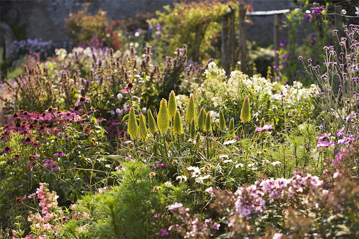 Late summer herbaceous borders in the walled garden at Abbotsford, Scottish Borders Late summer herbaceous borders in the walled garden at Abbotsford, Scottish Borders